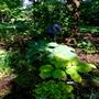 King Tut and Elegans Hostas